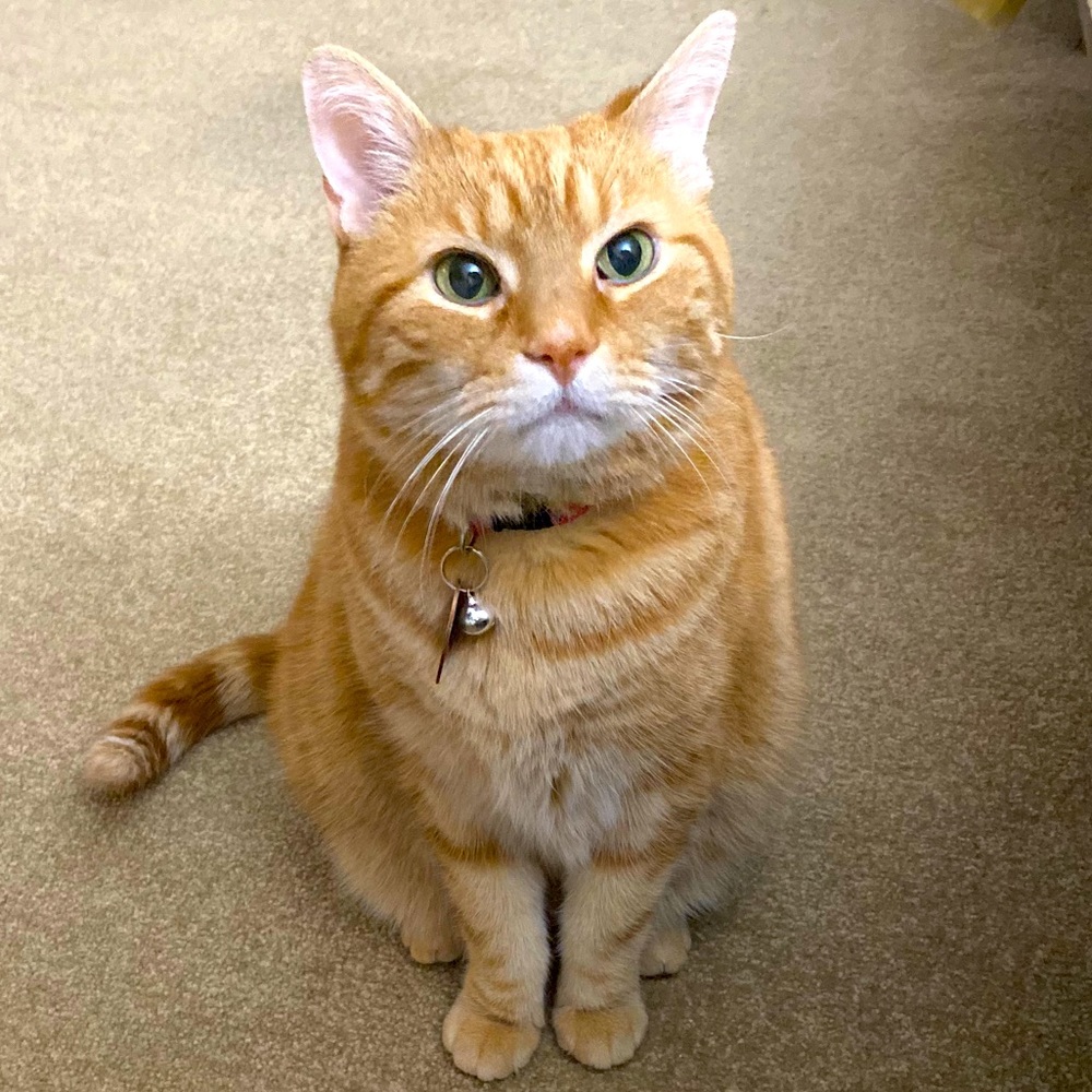 Meet your Posher, Jaymie